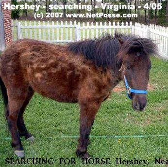 SEARCHING FOR HORSE Hershey, Near Amelia Court House, VA, 00000